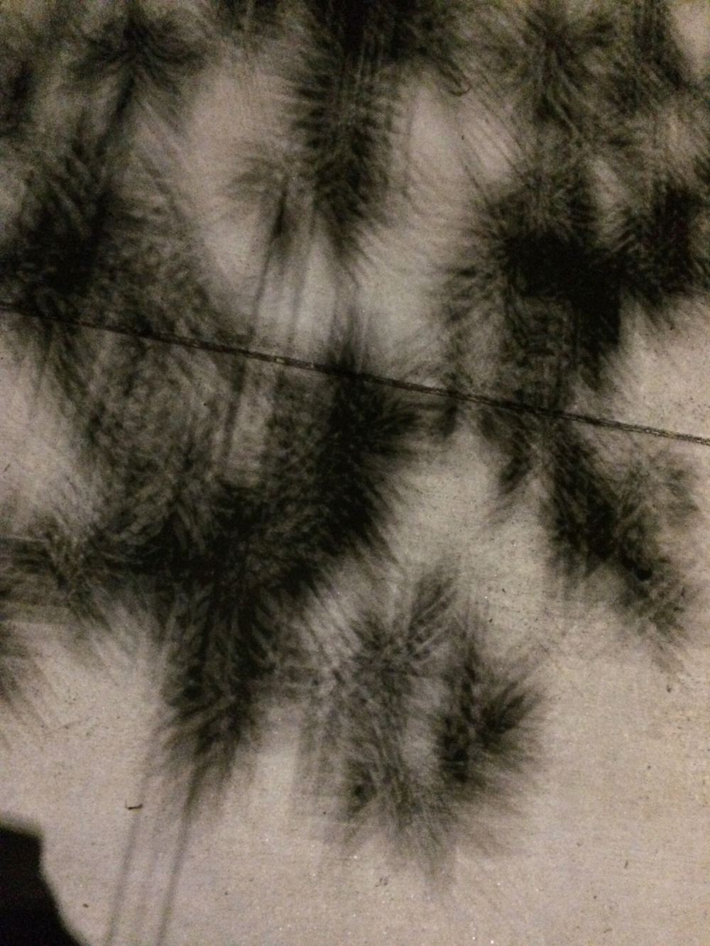 wind-blown shadows of tree branches on a sidewalk